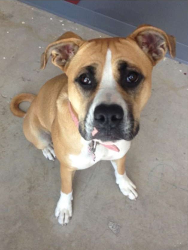 Tasting Room Greeter - Tawny
