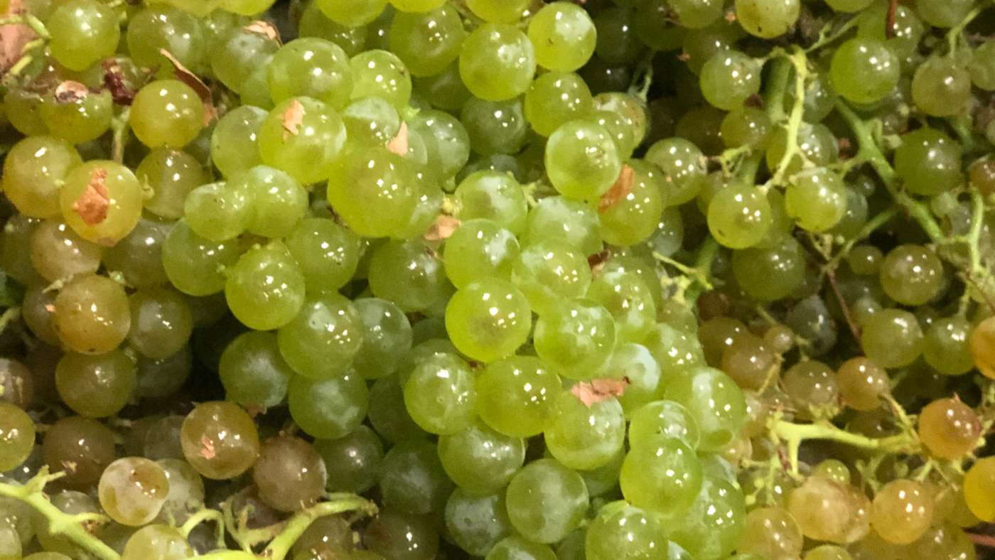 WhiteWhiteWine a